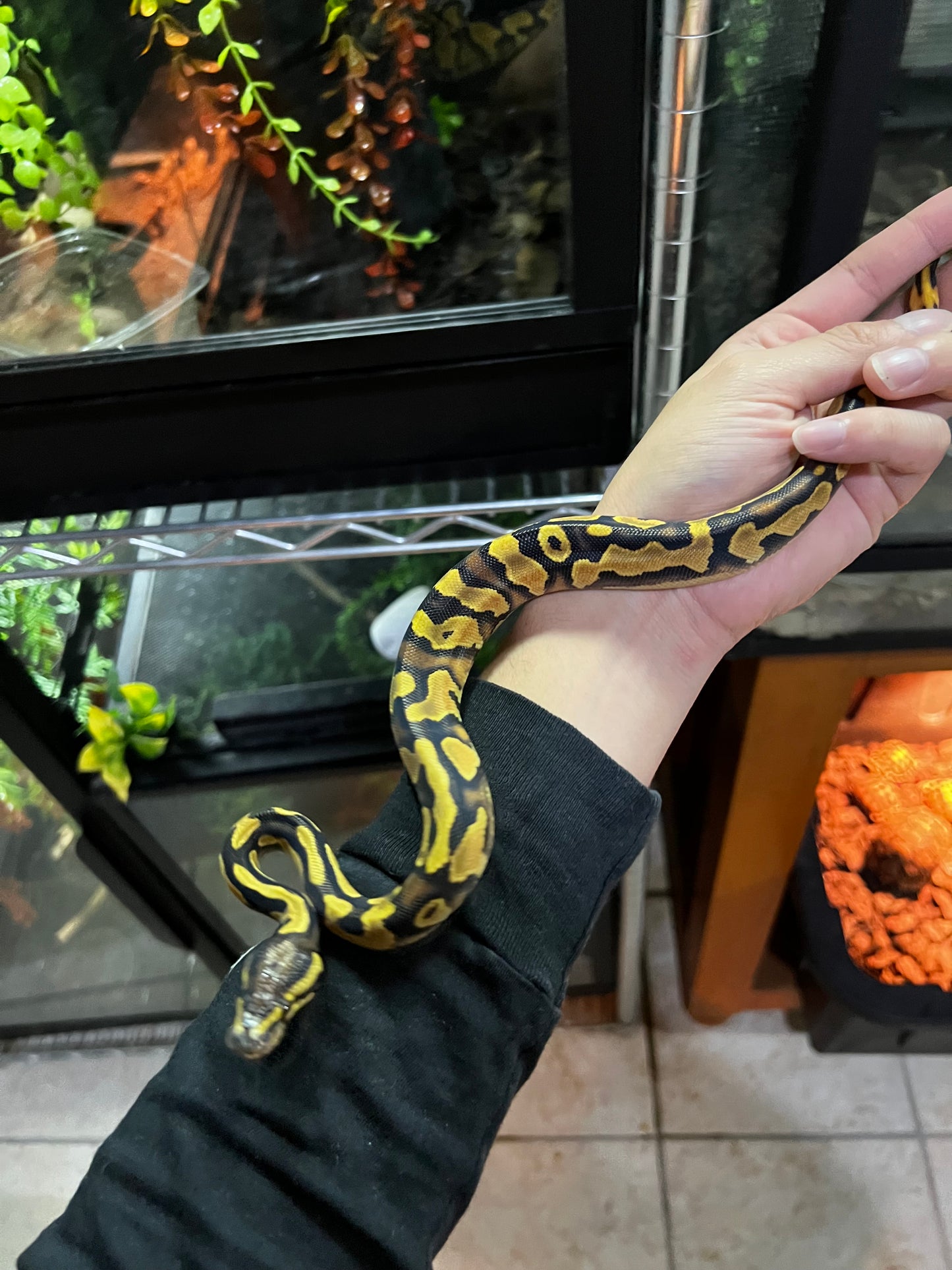 ORANGE DREAM YELLOW BELLY HEMBRA 51