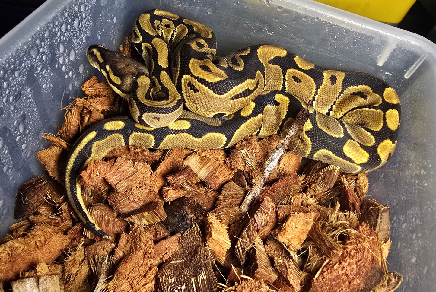 Pitón bola het clown 50% het desert ghost hembra