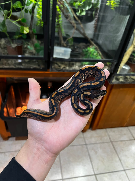 BLACK PASTEL HET PIED MACHO 63