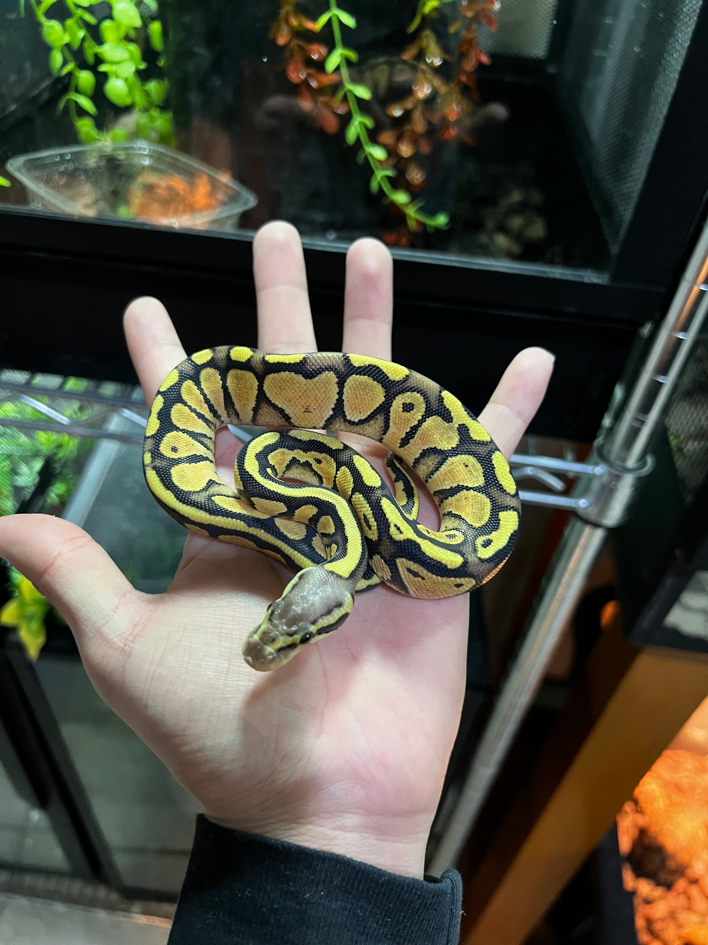 FIREFLY HEMBRA 48