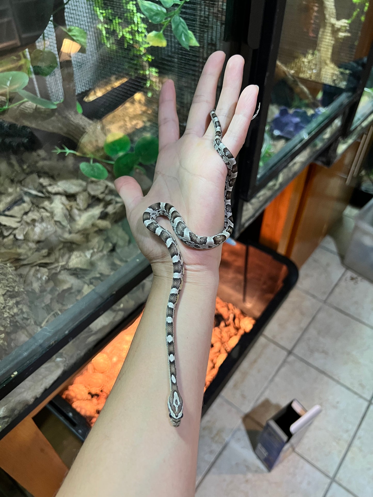 SERPIENTE MAICERA ANERY