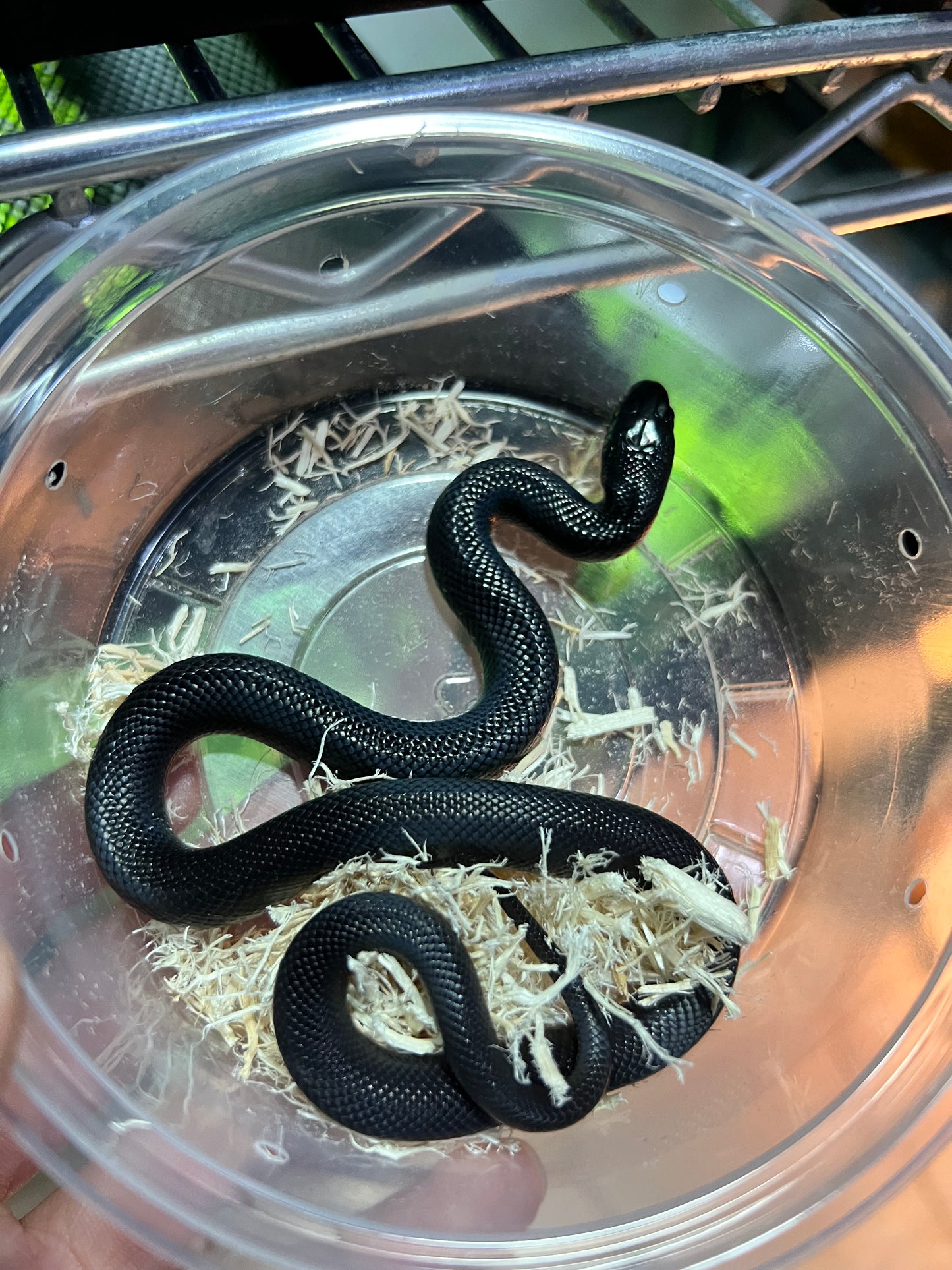 REY NEGRA MEXICANA CBB 50