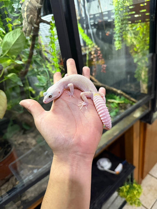 Gecko leopardo DIABLO BLANCO macho 5