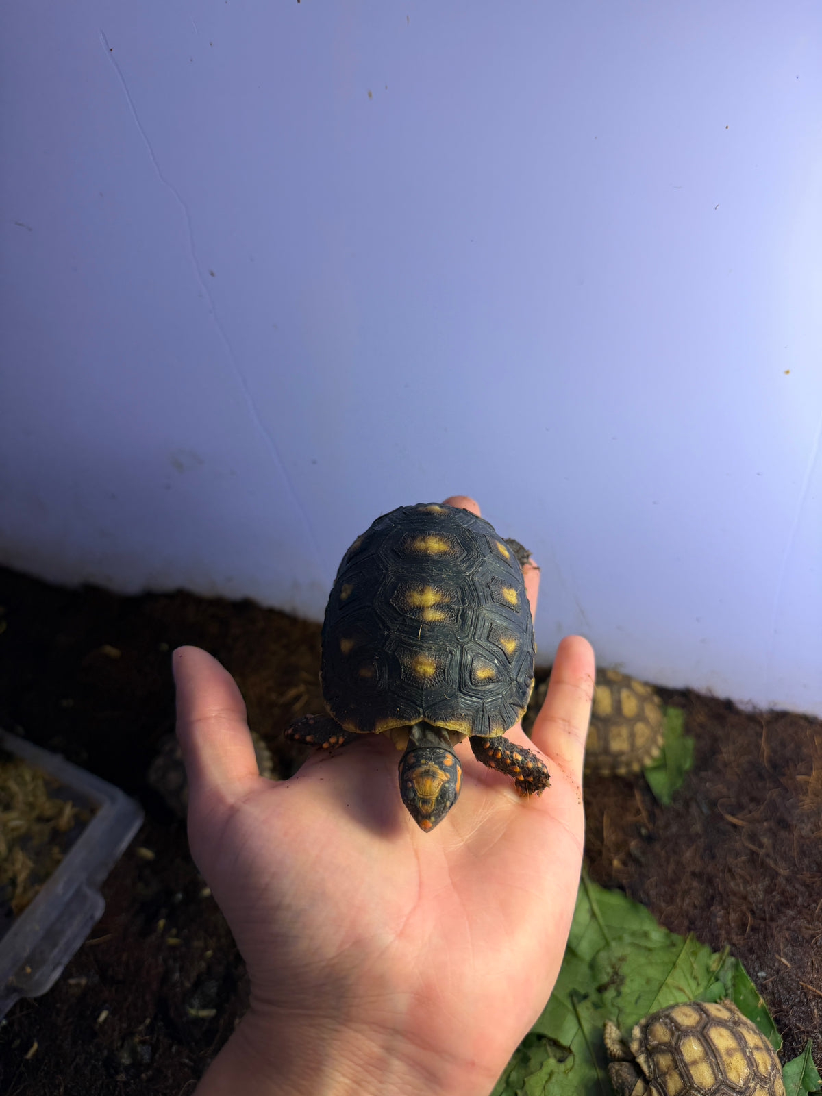 TORTUGA PATAS ROJAS JUVENIL