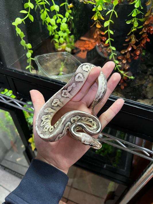 PEWTER FIRE MACHO 36