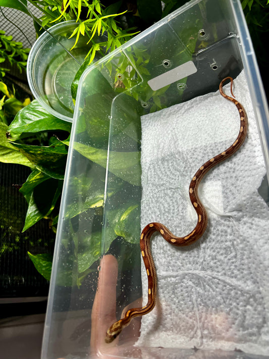 SERPIENTE MAICERA MOTLEY MACHO 11