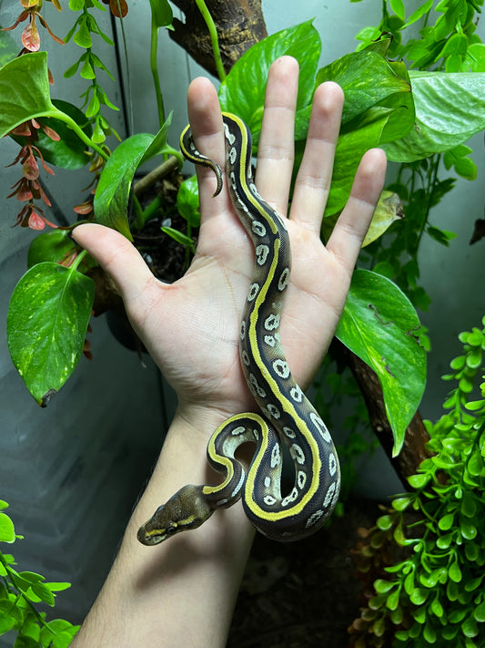 MOJAVE CYPRESS HEMBRA 92