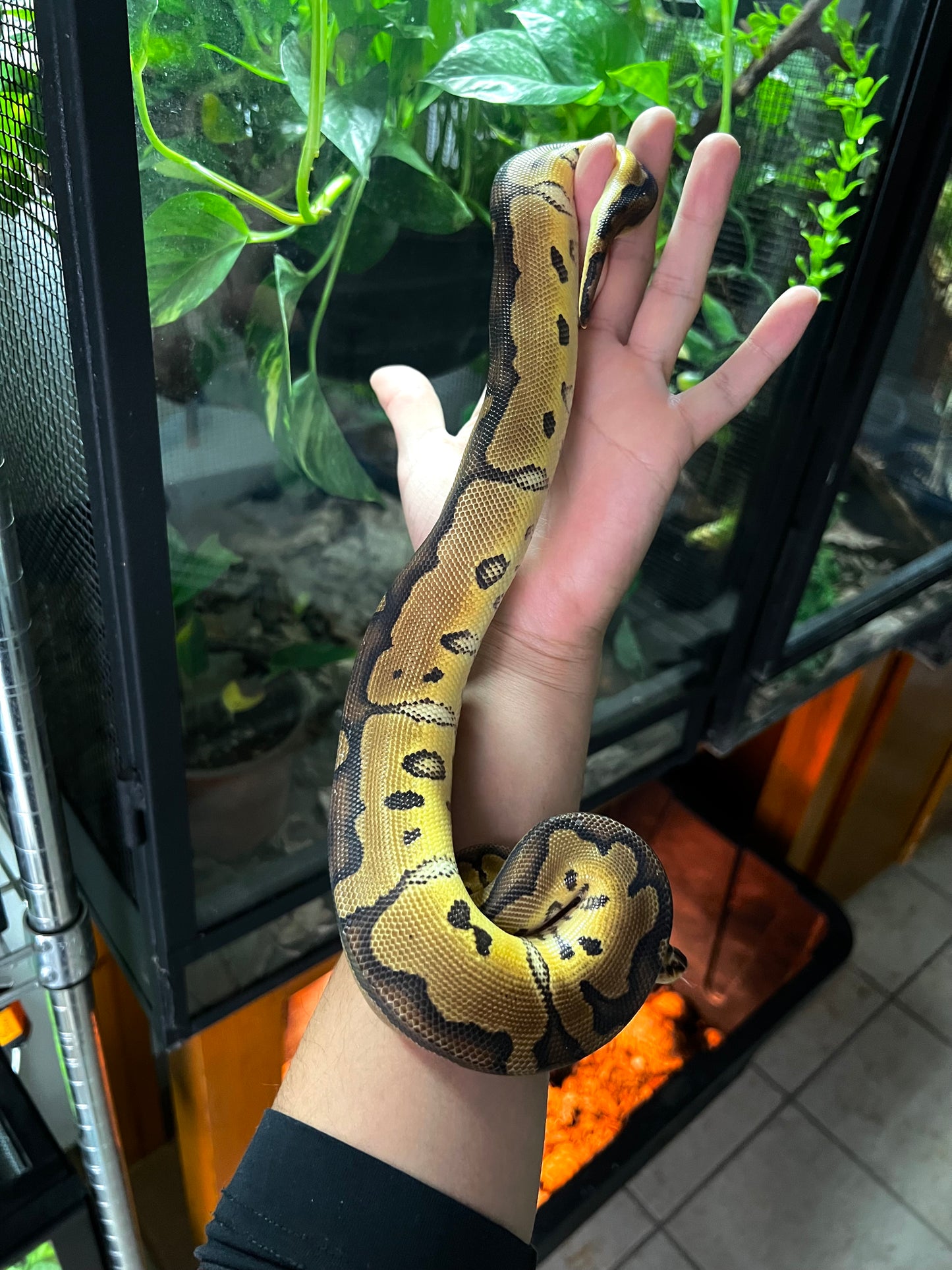 HEMBRA CLOWN