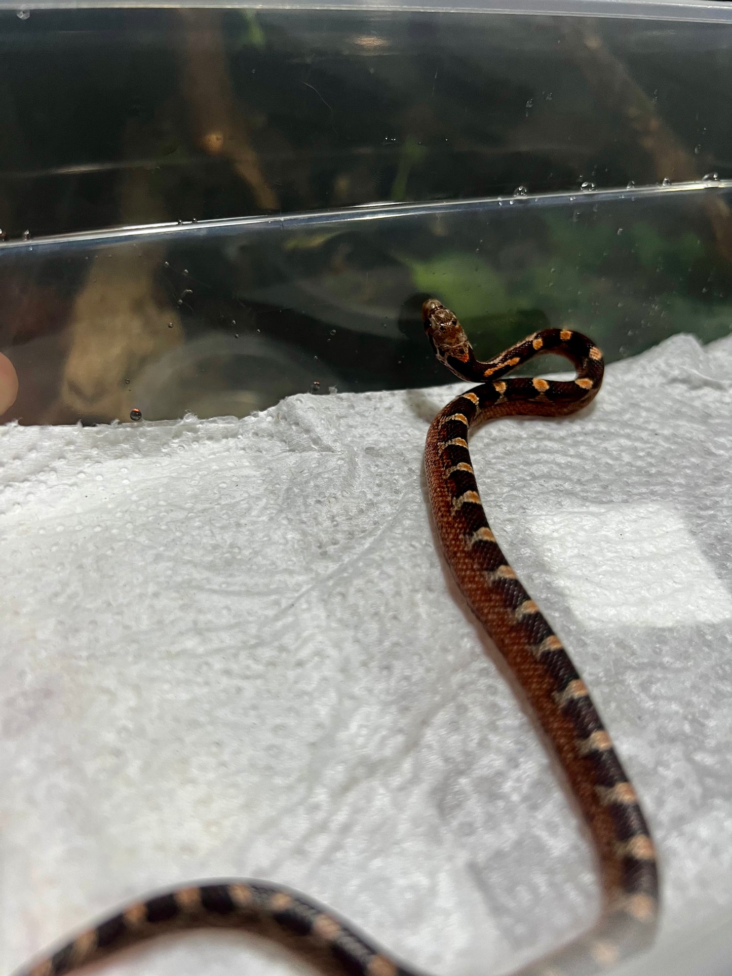 SERPIENTE MAICERA BLOOD RED HEMBRA 9