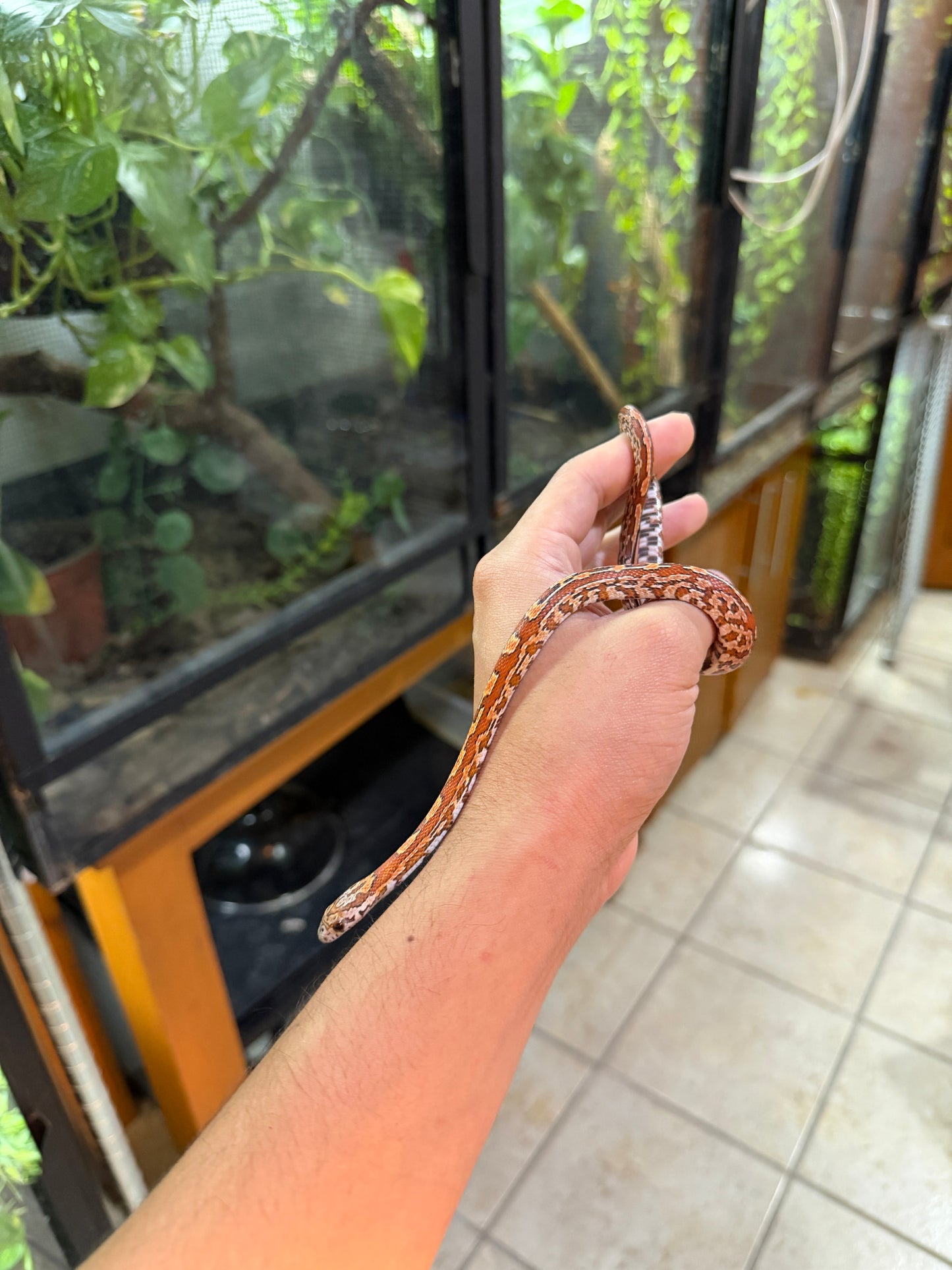 SERPIENTE MAICERA TESSERA