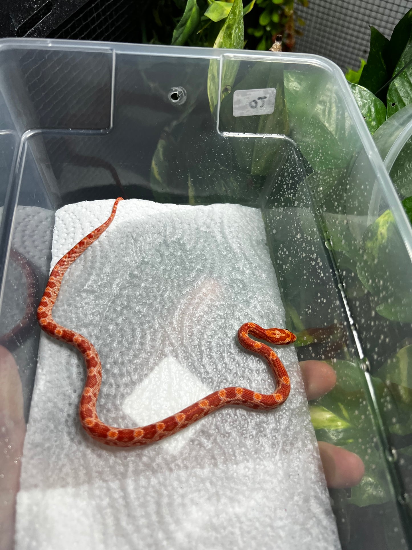 SERPIENTE MAICERA AMEL HEMBRA 20