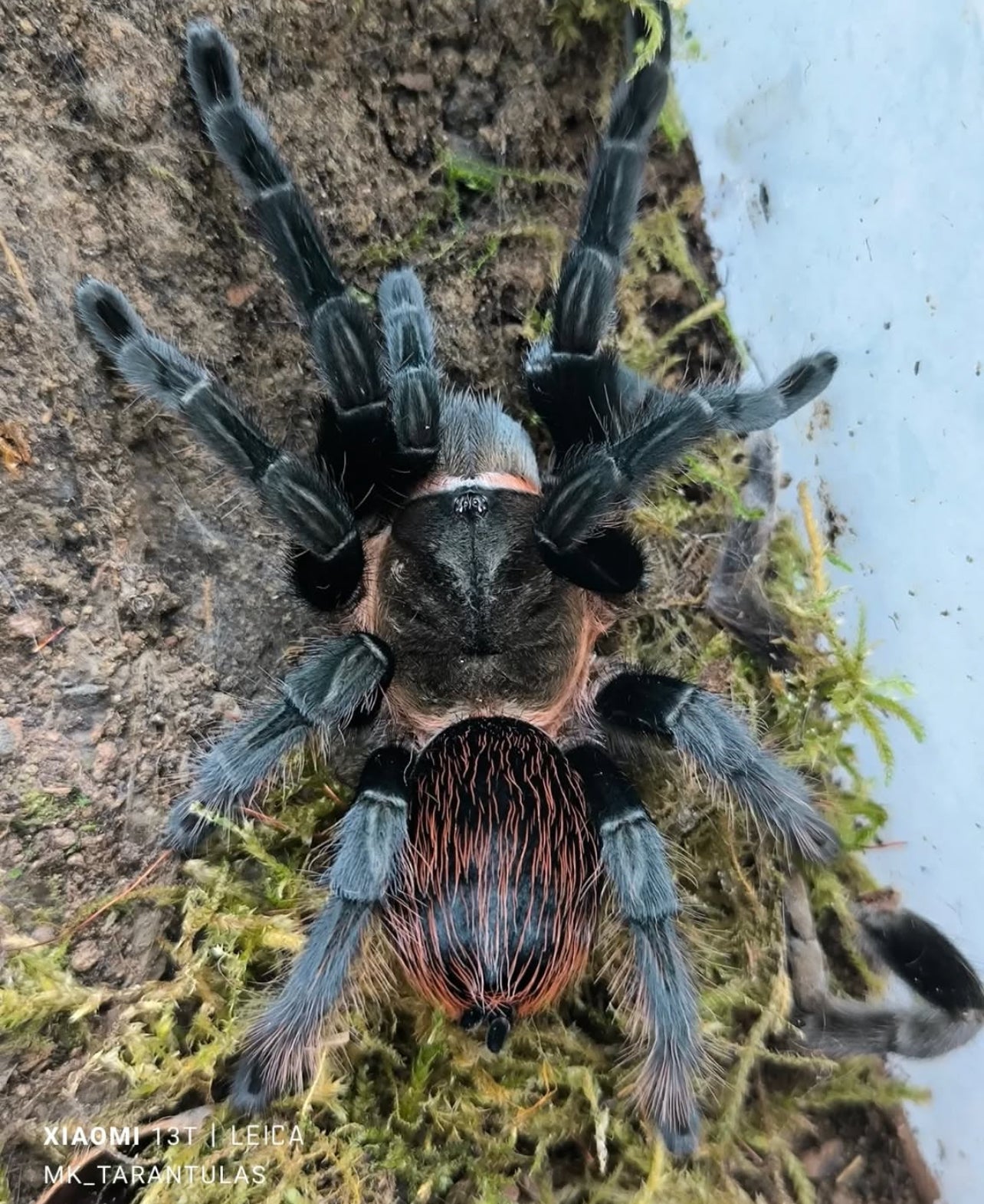 Ling Tarántula veracruzana (tliltocatl kahlenbergi) anexo última foto de un ejemplar adulto)