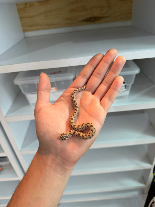 SERPIENTE NARIZ DE CERDO (HOGNOSE) CONDA HEMBRA 2