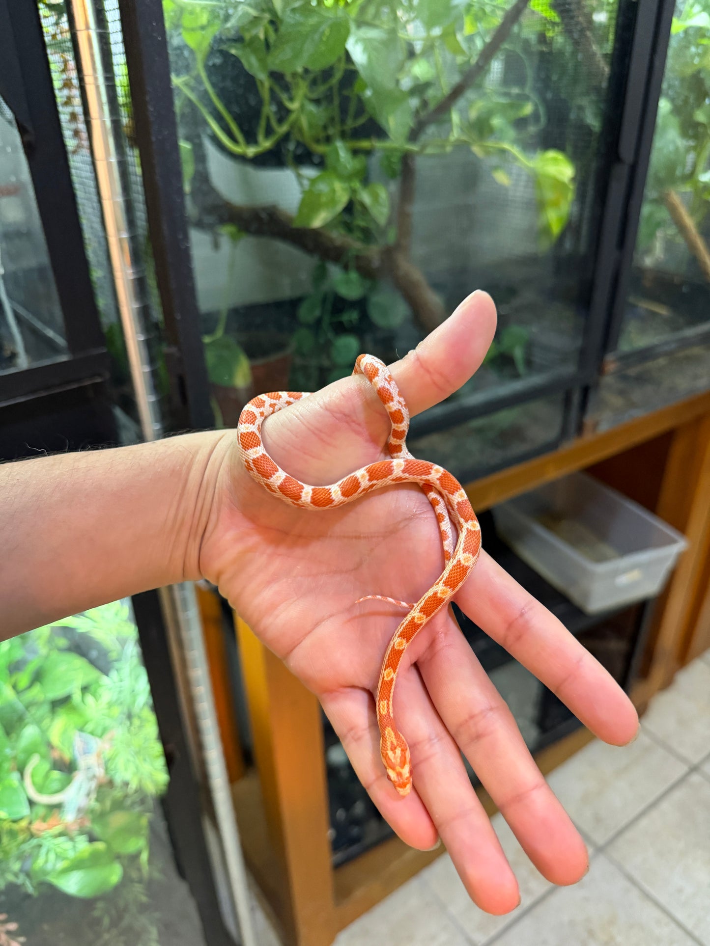 SERPIENTE MAICERA AMEL