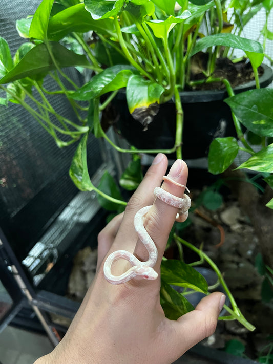 SERPIENTE MAICERA SNOW HEMBRA 47