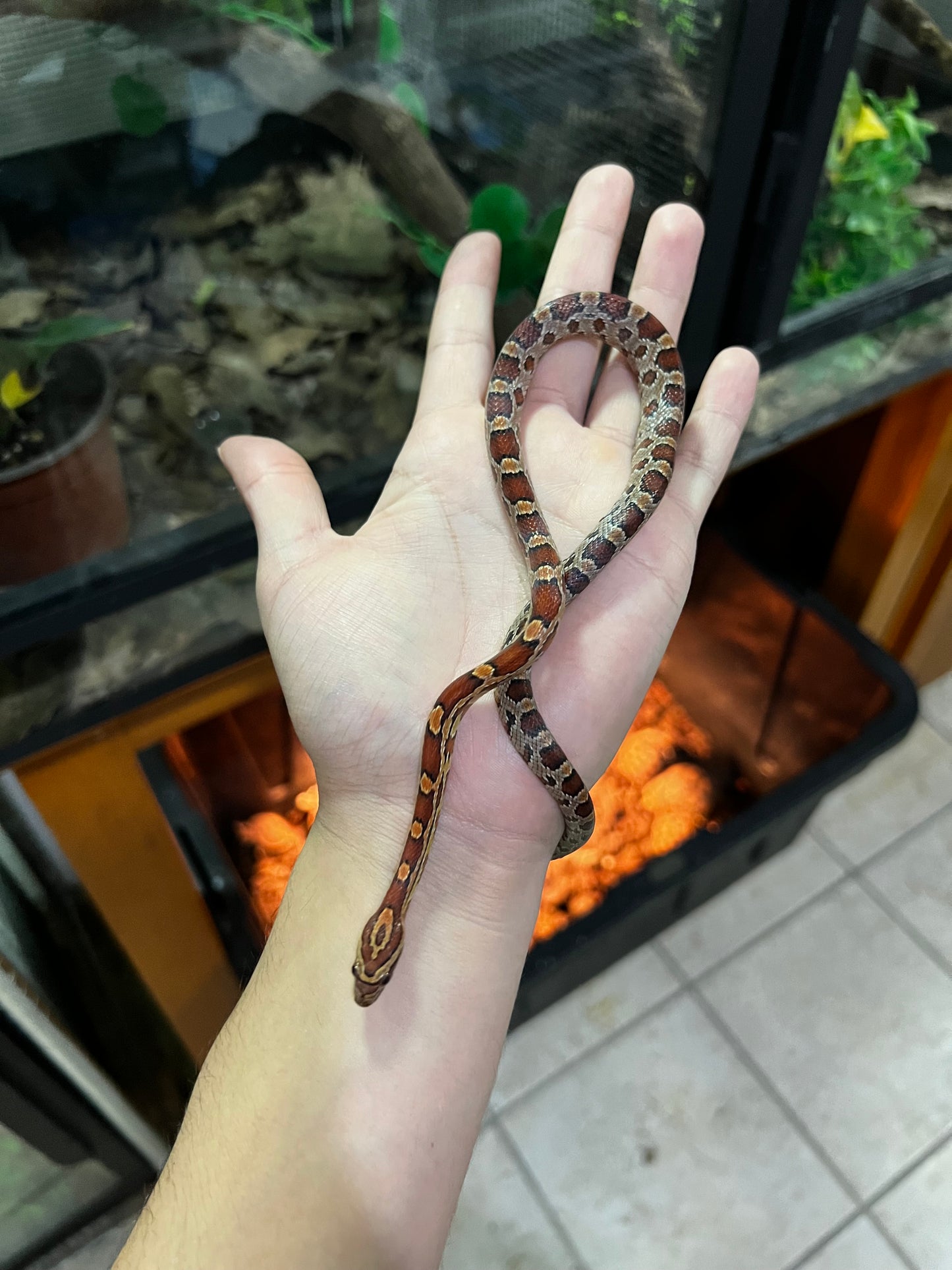 SERPIENTE MAICERA NORMAL