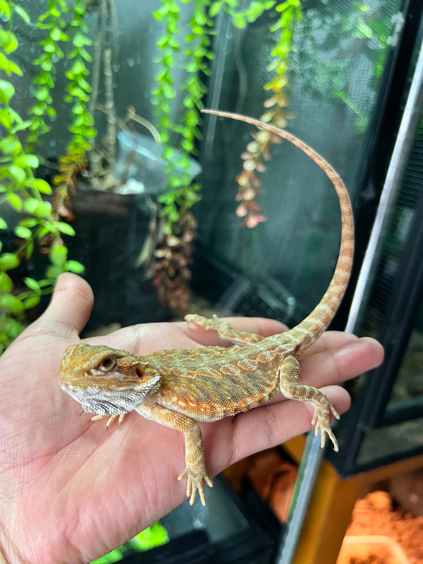 Dragón barbudo leatherback hypo 8