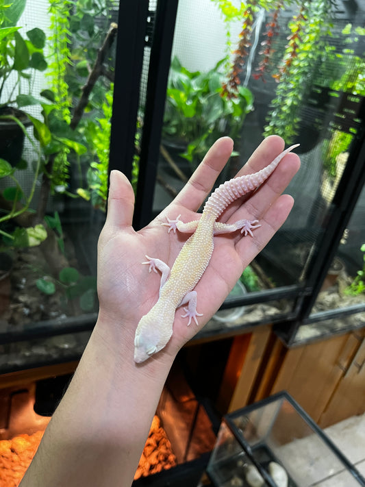 RAPTOR MACHO JUVENIL