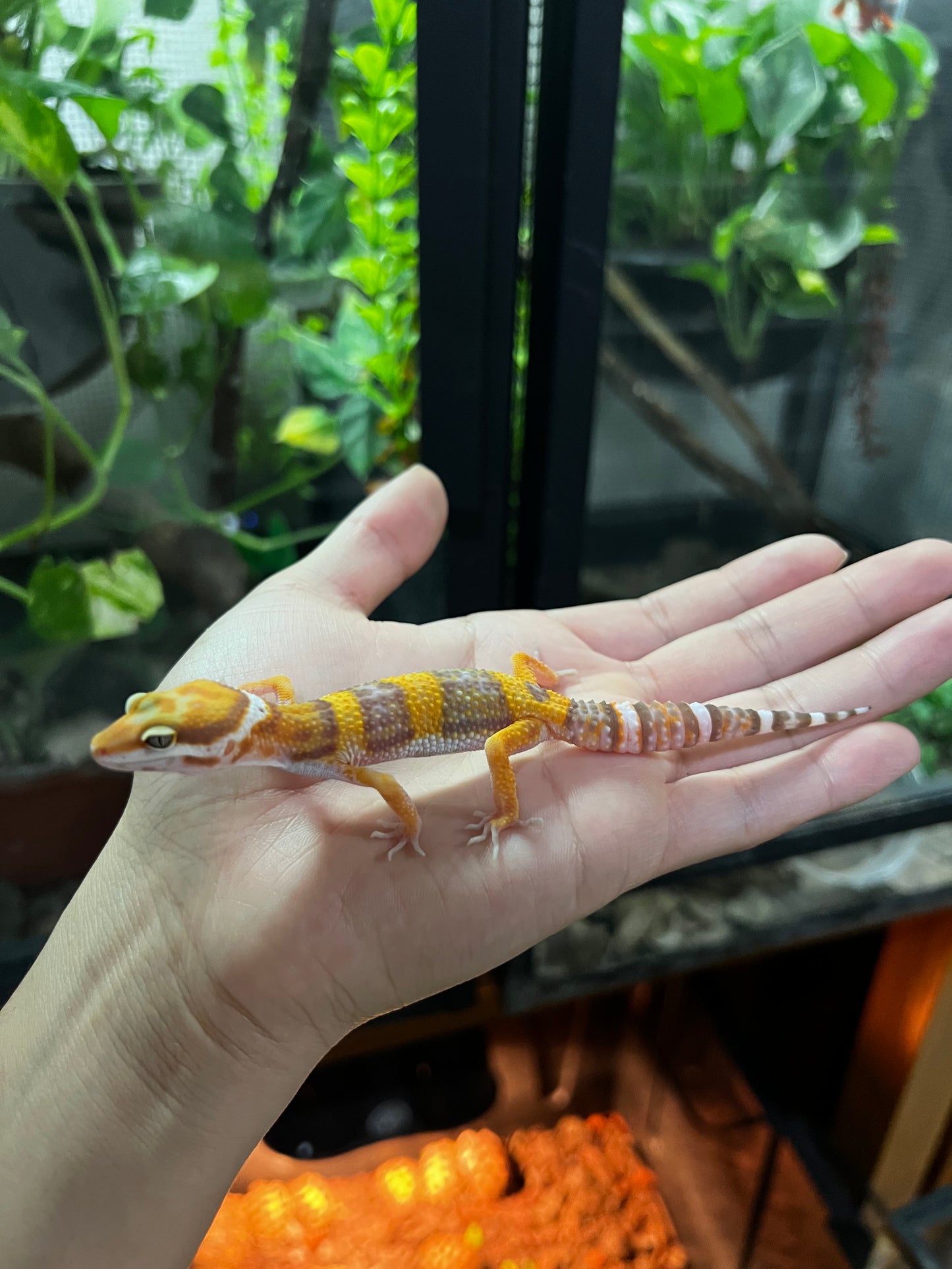 TANGERINE TREMPER 3