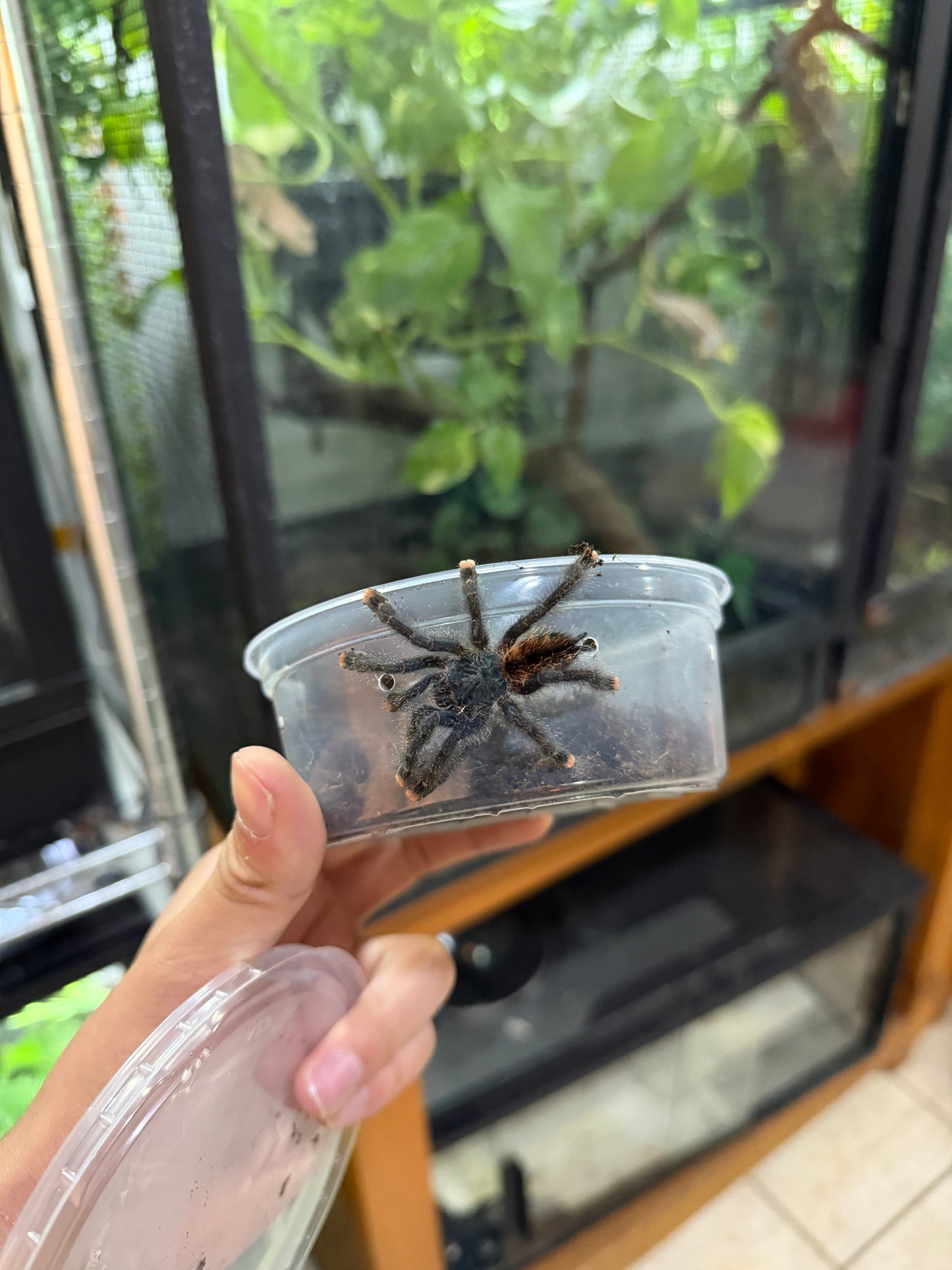 TARÁNTULA DEDOS ROSAS (AVICULARIA AVICULARIA) JUVENIL