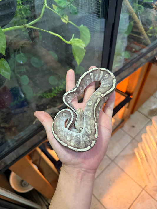 PITÓN BOLA MOJAVE GHI HYPO MACHO 9