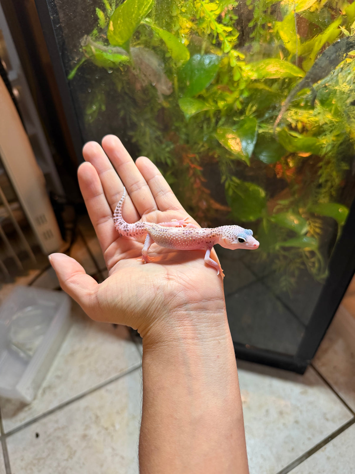 GECKO LEOPARDO MACK SNOW HET TREMPER INCUBADO PARA HEMBRA 118