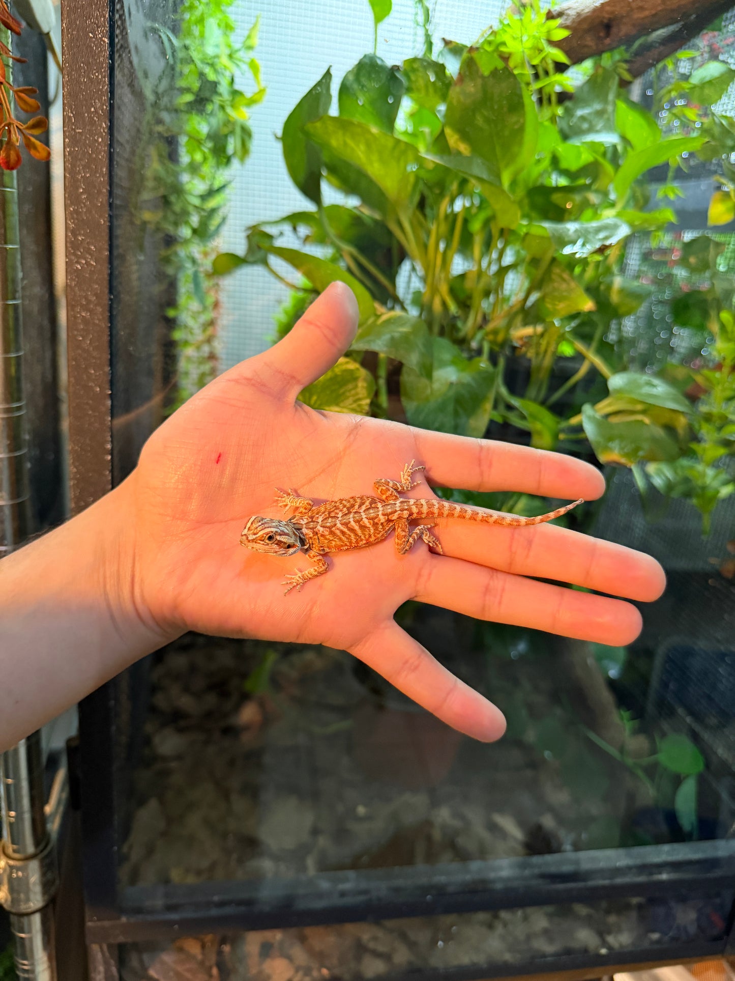 DRAGÓN BARBUDO ROJIZO LEATHERBACK 13 (PUNTA DE COLA MORDIDA, LE VOLVERÁ A CRECER)