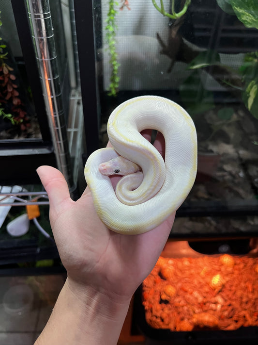 BAMBOO SPECIAL MACHO 70