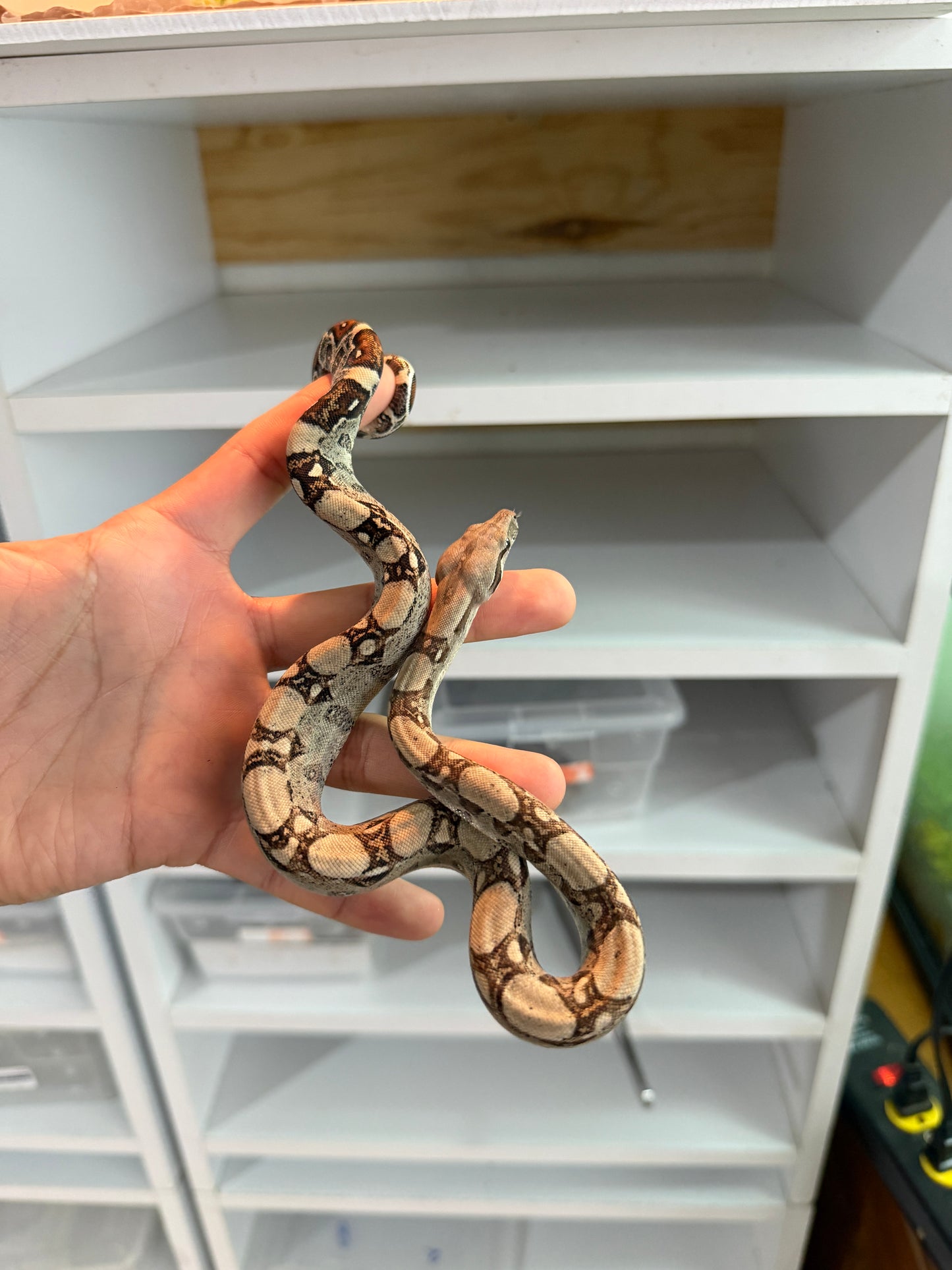 BOA COLOMBIANA MACHO HET KHAL M4