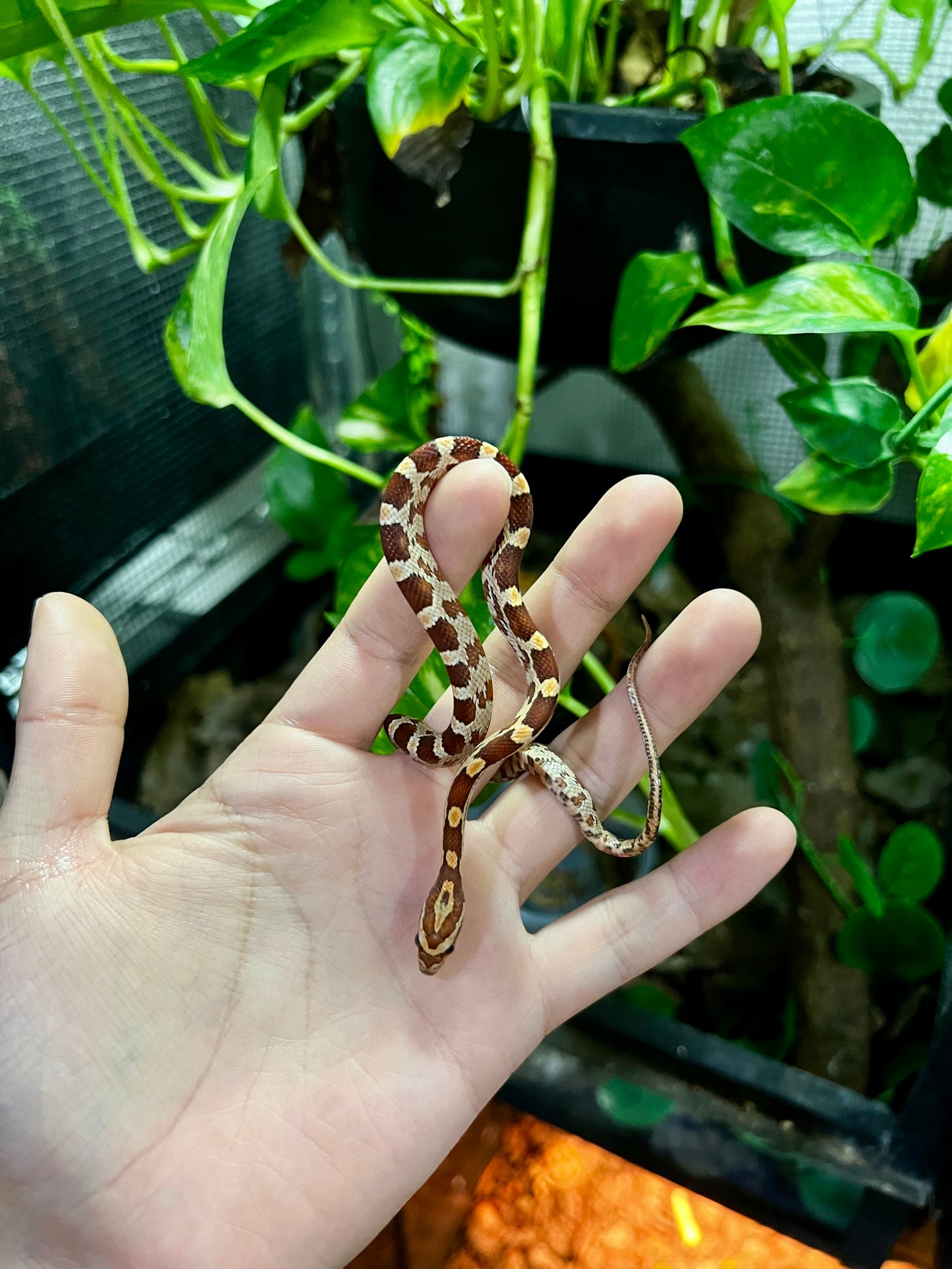 SERPIENTE MAICERA NOMINAL 13