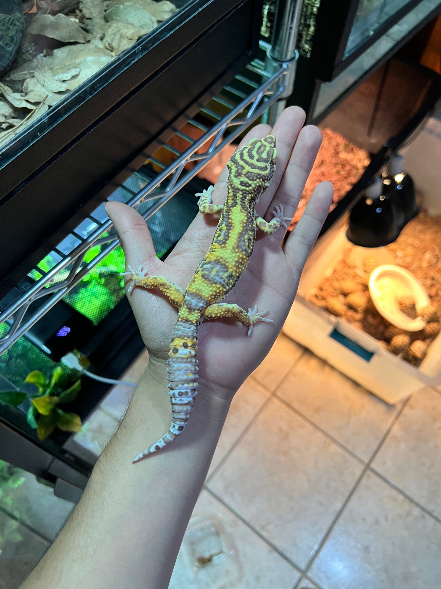BELL ALBINO MACHO