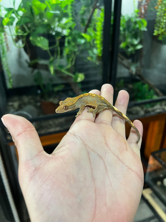 GECKO CRESTADO HARLEQUIN