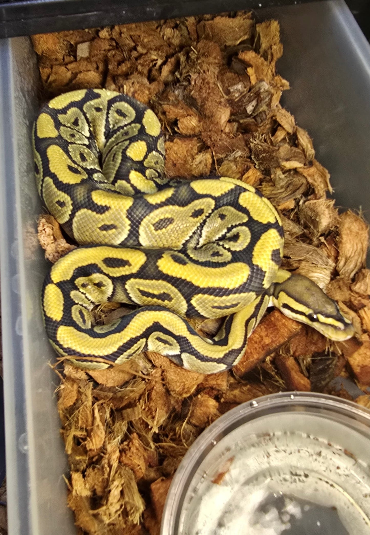 Pitón bola HYPO het clown macho 1