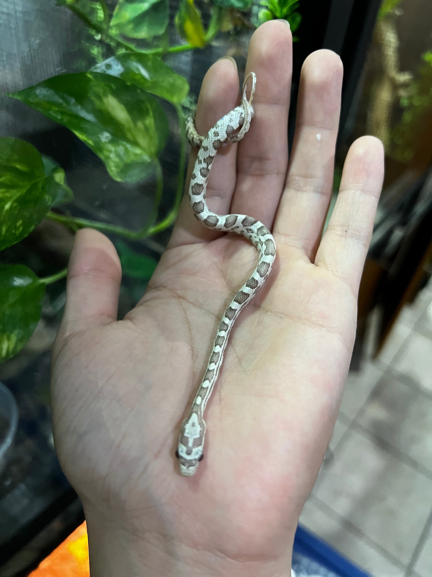 SERPIENTE MAICERA GHOST MACHO 1