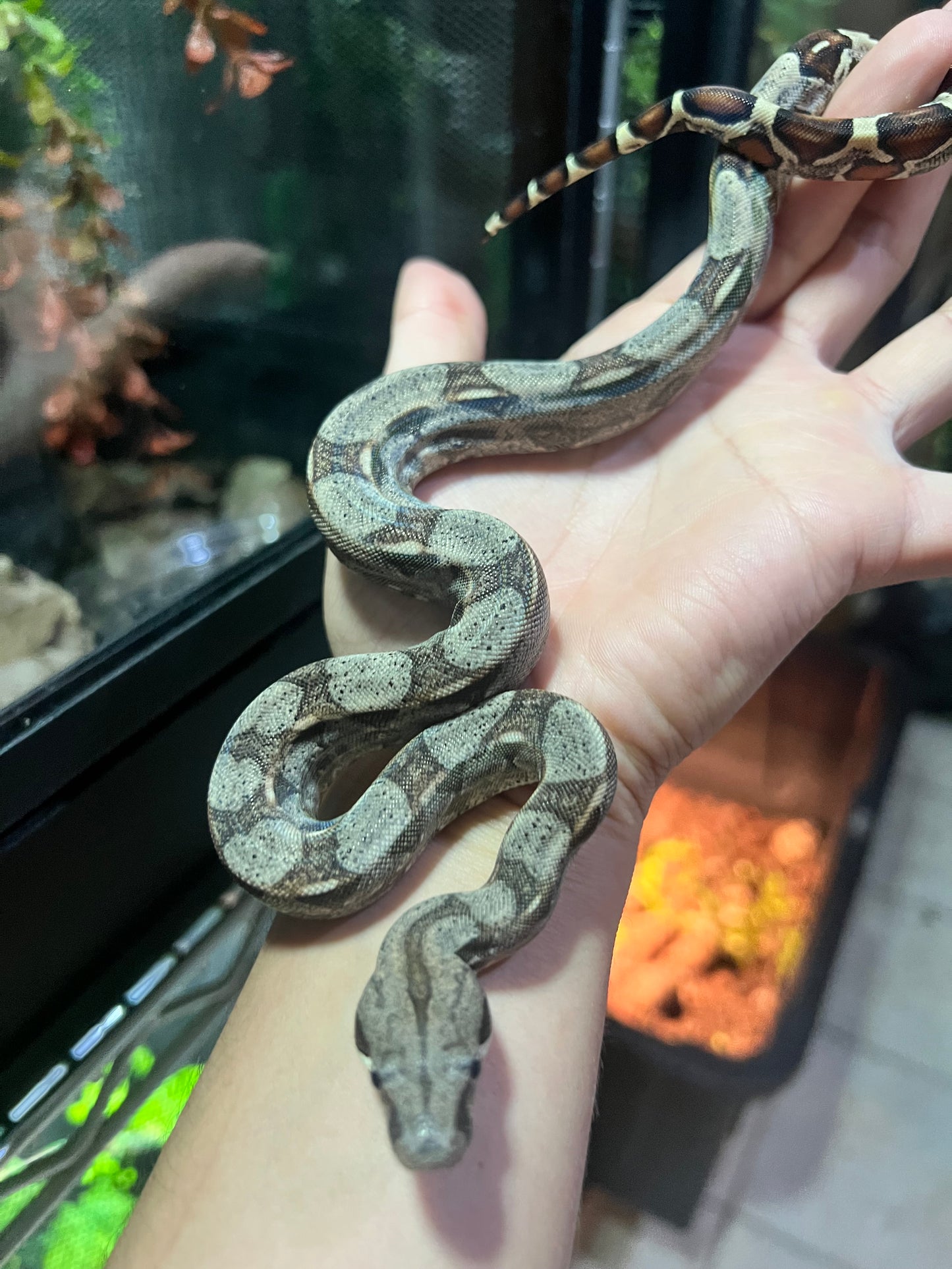 BOA COLOMBIANA 50% HET KHAL ANERY HEMBRA 19/49