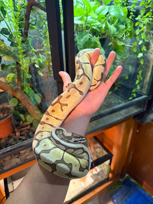 PITÓN BOLA MOJAVE SPIDER MACHO ADULTO 2023