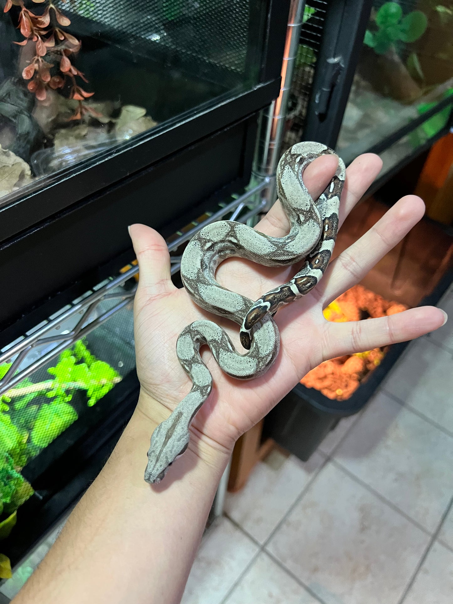 BOA COLOMBIANA 50% HET KHAL ANERY HEMBRA 15/49
