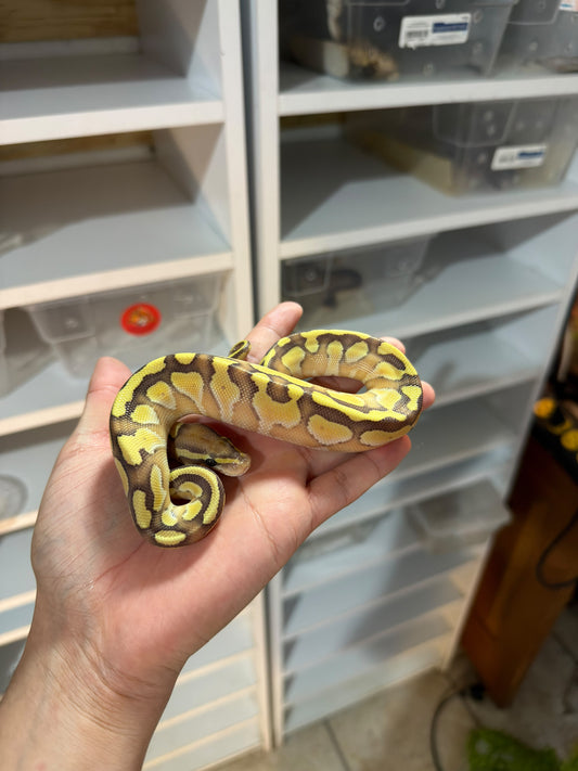PITÓN BOLA PASTEL LESSER OD MACHO