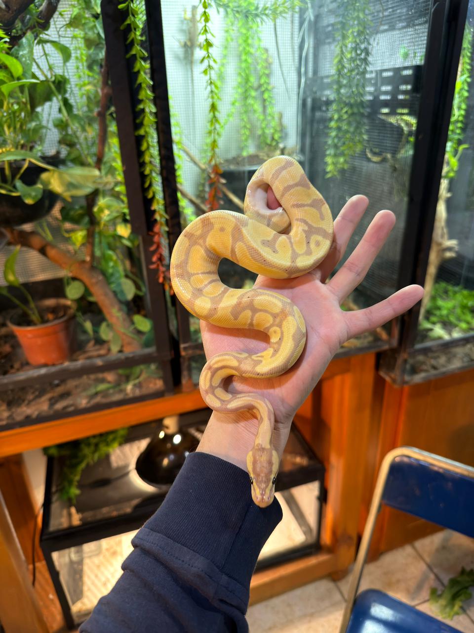 PITÓN BOLA BANANA ENCHI HET CLOWN macho