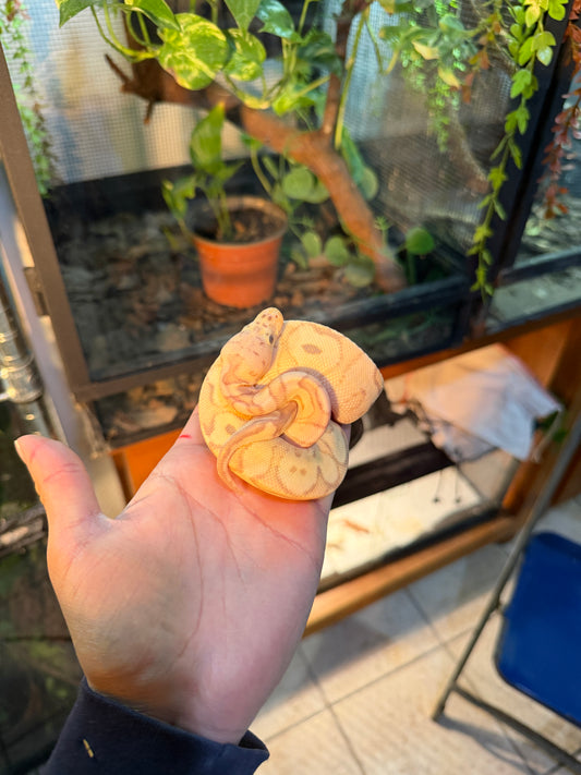 CLOWN BANANA PASTEL YELLOWBELLY MACHO