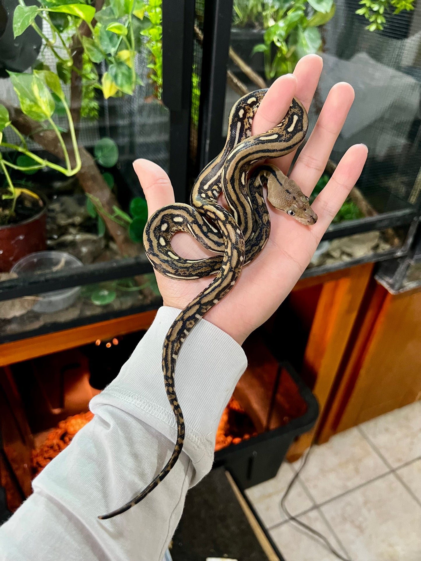 PITON RETICULADA TIGER 100% HET PIED MACHO 50cm aprox. 04-01