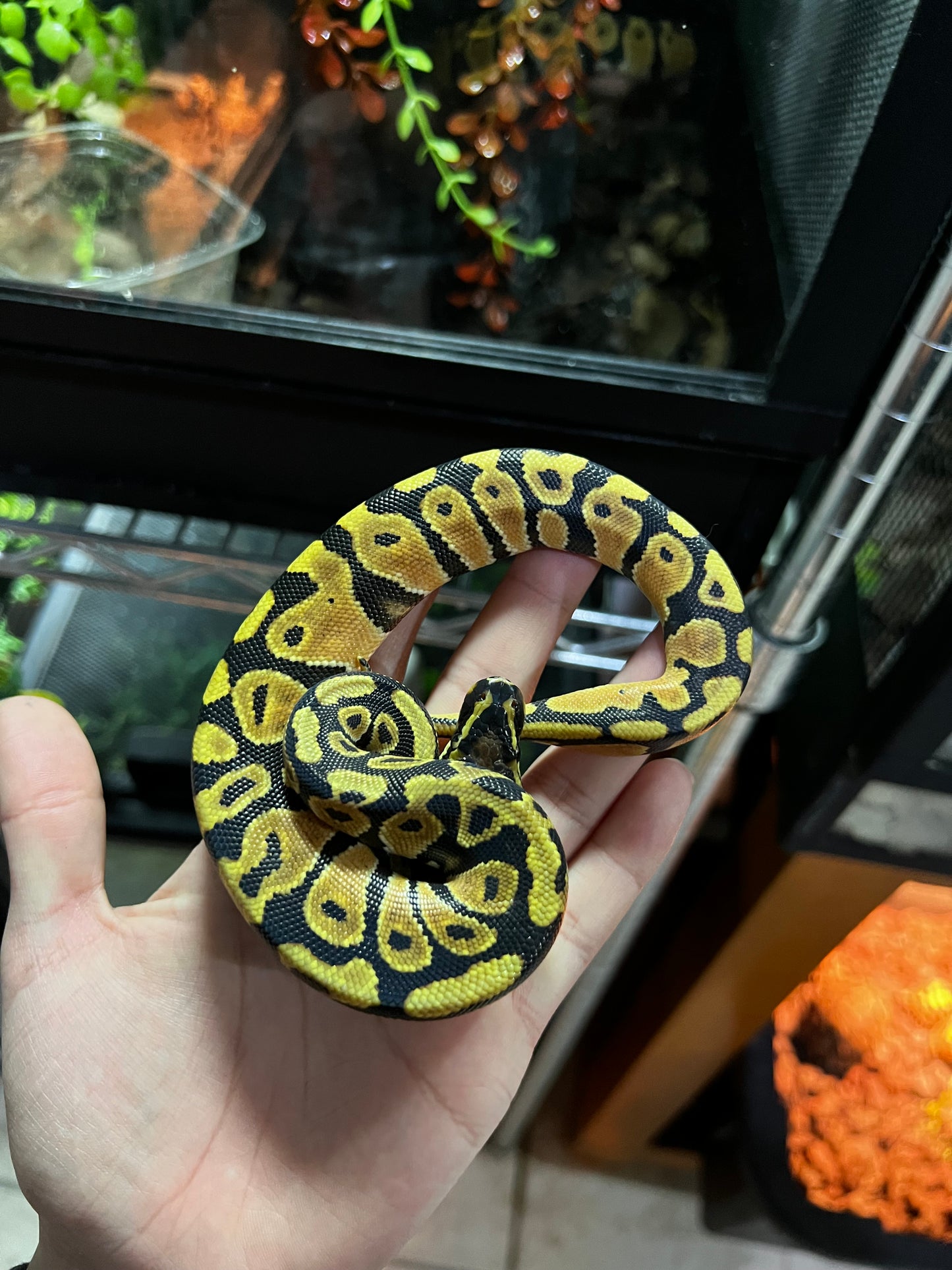 SPOTNOSE MACHO 49
