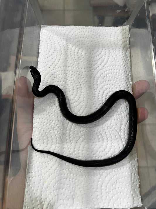 REY NEGRA MEXICANA POSS HEMBRA 62