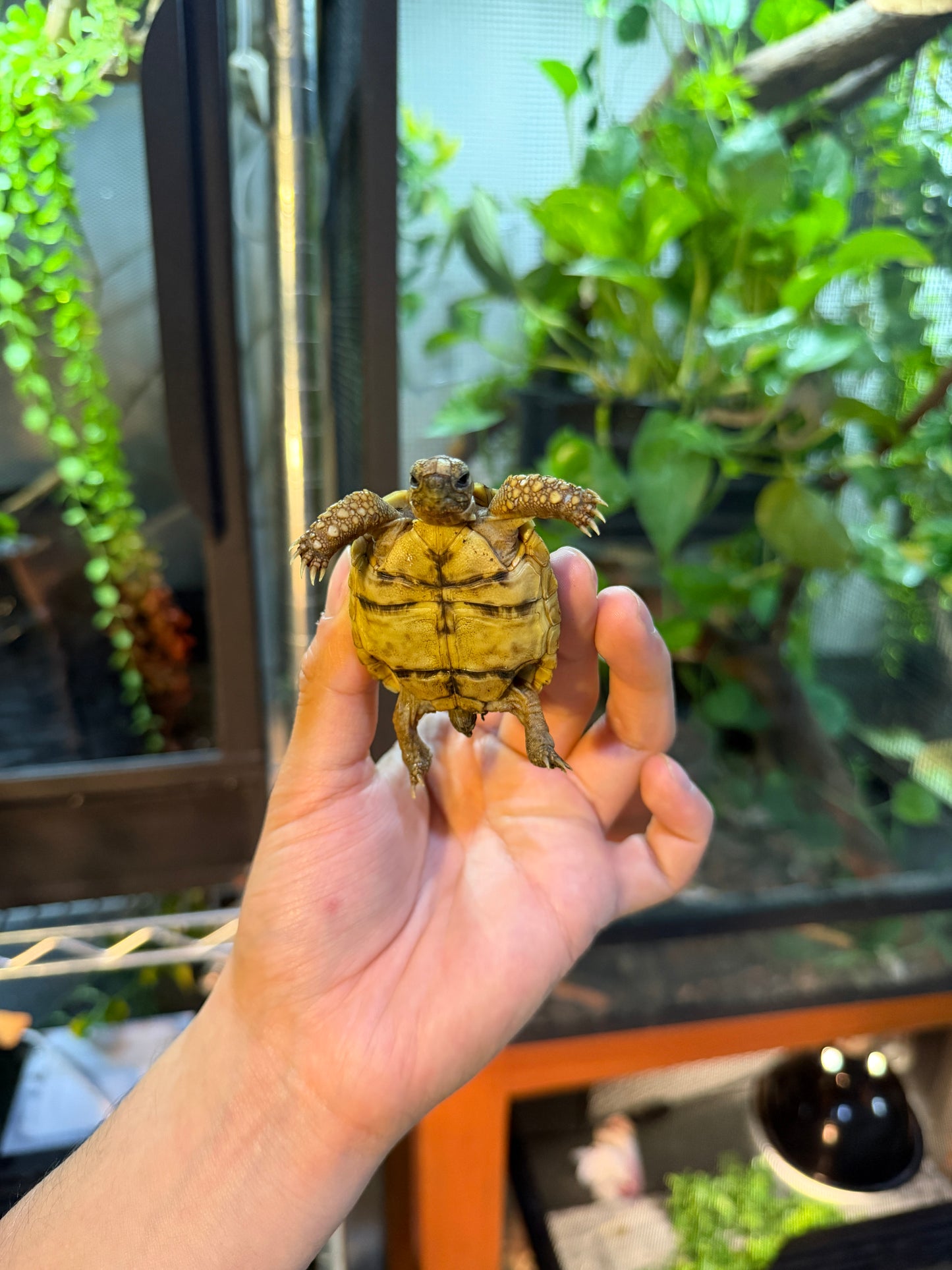 TORTUGA LEOPARDO 4 (Stigmochelys pardalis) CITES2025