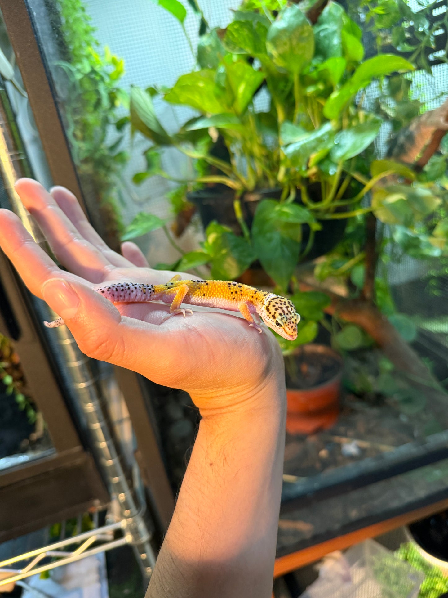 GECKO LEOPARDO HY 110