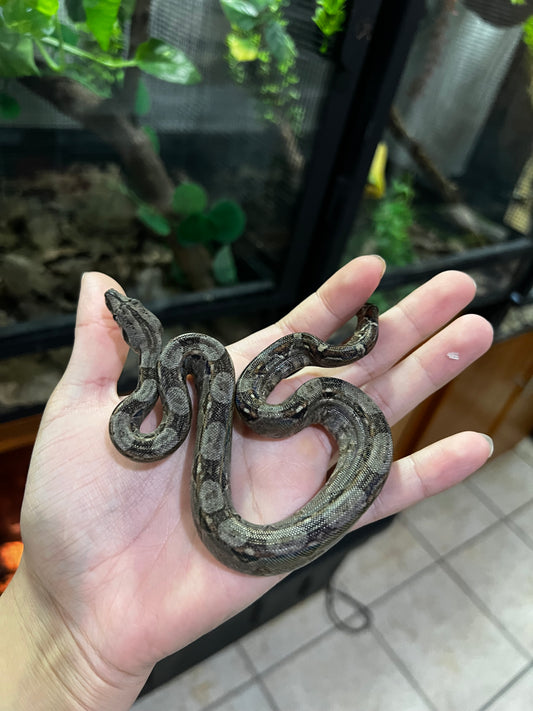 BOA MEXICANA MACHO 12