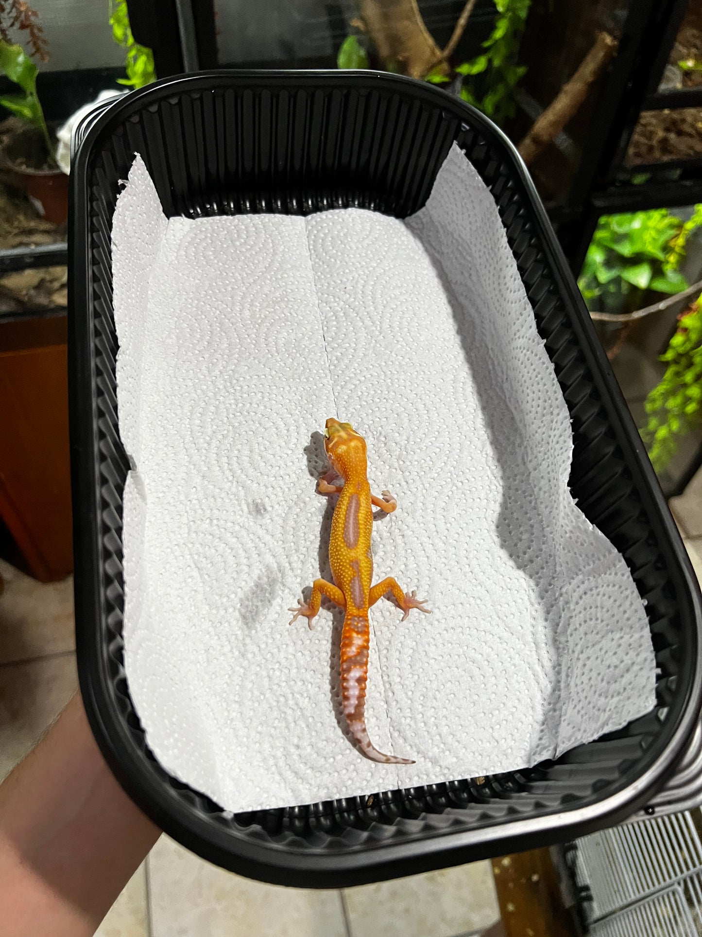 TANGERINE TREMPER 7