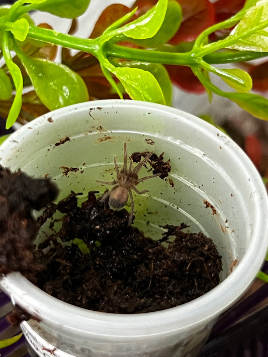Ling de tarántula de pelo rizado (Tliltocatl albopilosus) anexo última foto de un ejemplar adulto