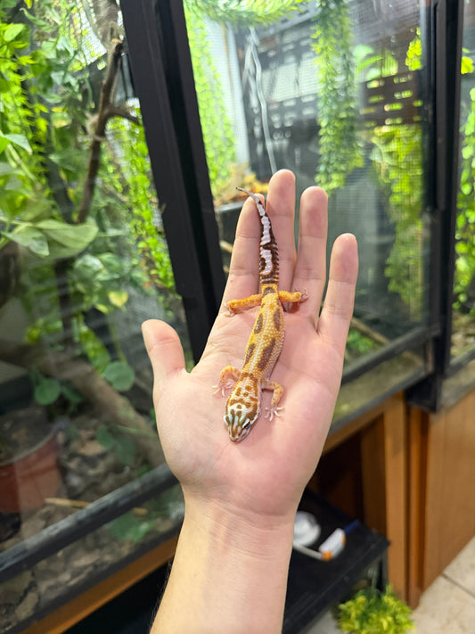 Gecko leopardo JUNGLE 33