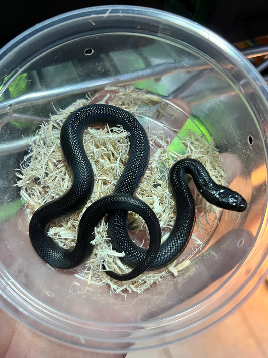 REY NEGRA MEXICANA CBB 50